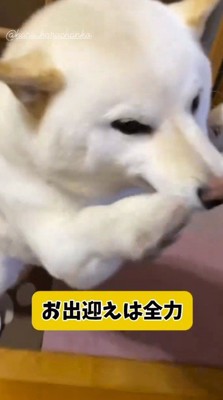 家族を玄関に迎えにいく犬