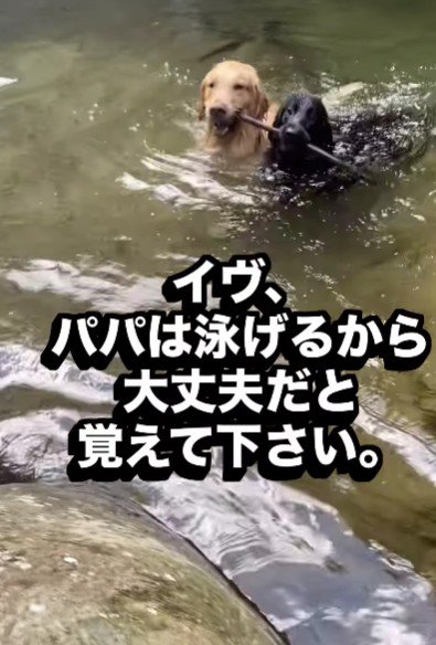 パパはカナヅチじゃないよ！！