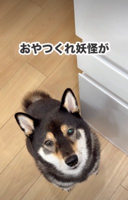 見上げる柴犬