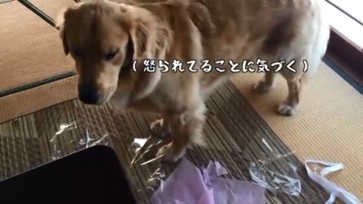 怒られていることに気付くベンツくん