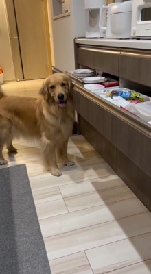 引き出しを開けて飼い主を見つめる犬