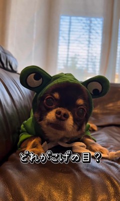 チワワ三兄弟のための購入品紹介8