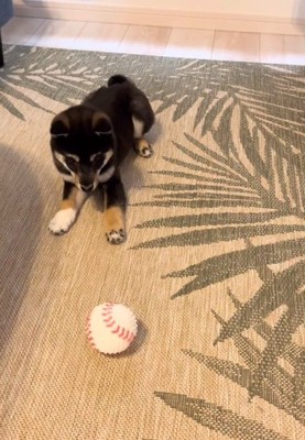 ボールを見るもずくくん