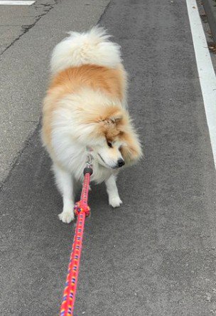 「もう歩きたくない!!」
