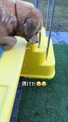 プールから出る犬