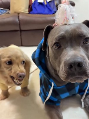 2匹の温度差がすごい(笑)