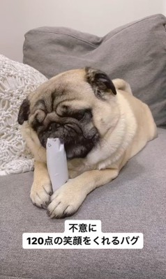 トイレットペーパーの芯を齧る春太くん