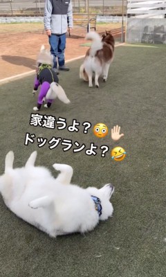 MARLEYくんのドッグランの楽しみ方5