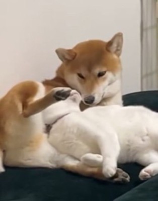 お互いの匂いをクンクン♪