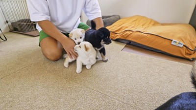 男性と子犬3匹