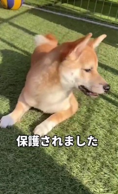 自力で立てない状態で保護された