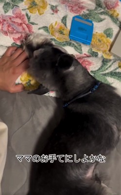 ママの手に顔を乗せるワンコ
