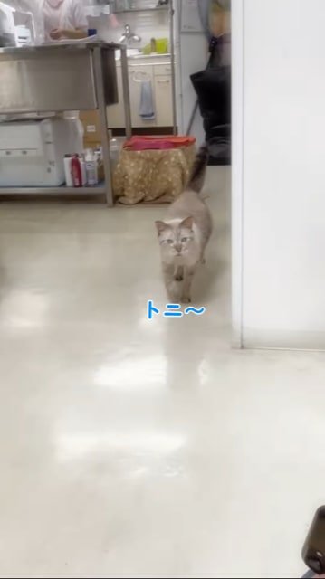 診察室に歩いて入ってくる猫