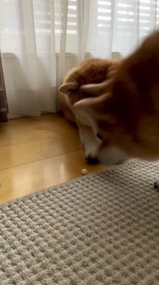 親犬の前に現れた娘の犬