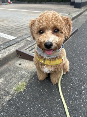 ニコニコ