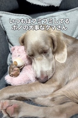 ぬいぐるみを抱きしめて眠る犬