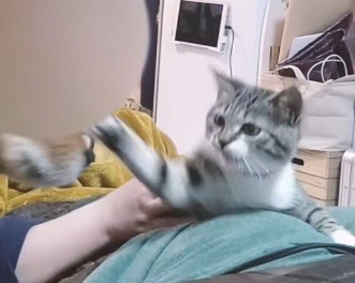 前足で犬をパンチする猫