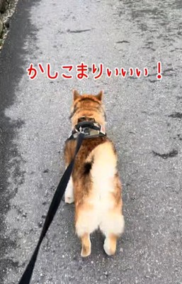 コンクリートを歩く柴犬