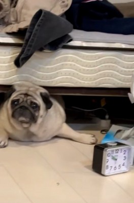 助けを求めるしーちゃん