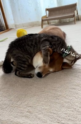 あんずちゃんの耳を甘噛みするゆずくん