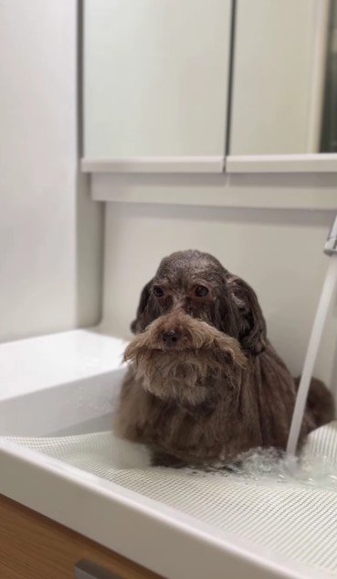 おじいちゃんみたい!?