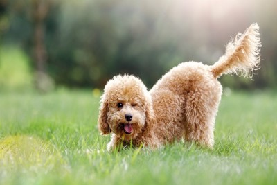 しっぽを立てている犬