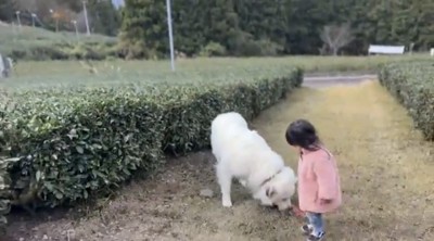 畑のわきで立ち止まる犬と子ども