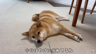 帰宅後はぐったり