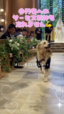 カゴを咥えながら参列者たちの顔を眺める犬
