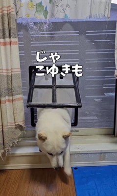 網戸に犬用出入り口を作ったら6