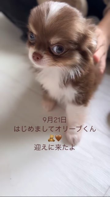 カメラ目線のチワワの赤ちゃん