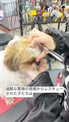 犬の顔を撫でるトリマー
