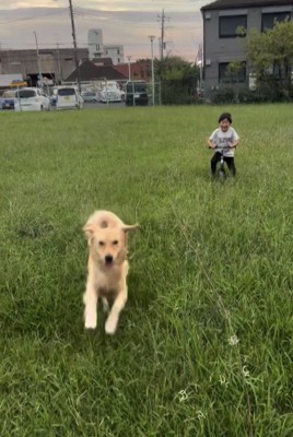 緑の中で一緒に遊ぶ犬と人