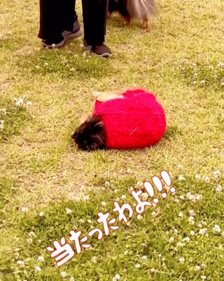 起き上がらない犬