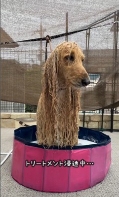 マークリンくんのシャンプー前後3