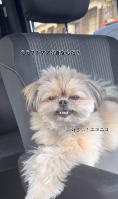 こんぶちゃんにパパとママを好きか聞いたら5