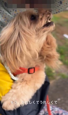 お隣のおばちゃんを発見したちゃちゃ君8