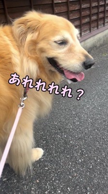 飼い主の方を見る犬