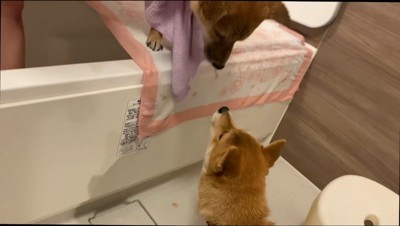 鼻を近づける2頭の犬