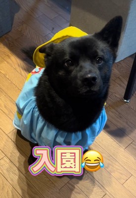 母作の衣装を着る信玄くん9