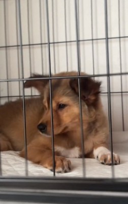 目を逸らすクルミちゃん