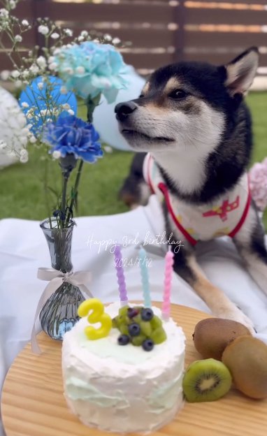 ケーキの前に寝そべる柴犬