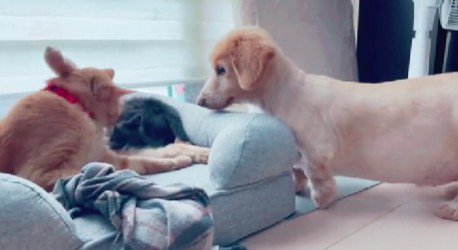 怪訝な顔で見つめる