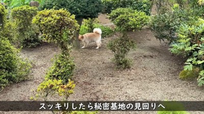 秘密基地の見回りも欠かしません