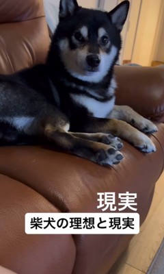 柴犬を飼う理想と現実9