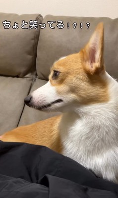 ほのかに笑うコーギー