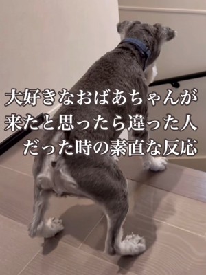 階段下を覗く犬
