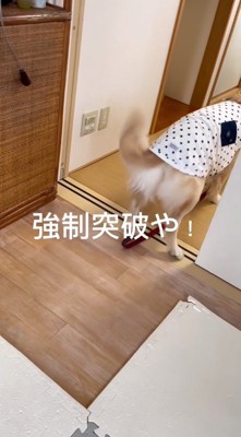 客間の中に入っていく犬