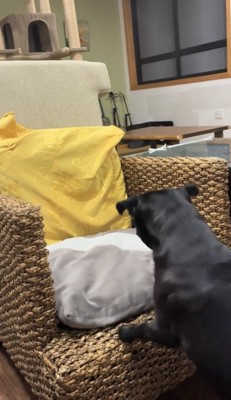 椅子を見つめて立つ犬