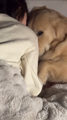 見上げるような視線でこちらを見る犬